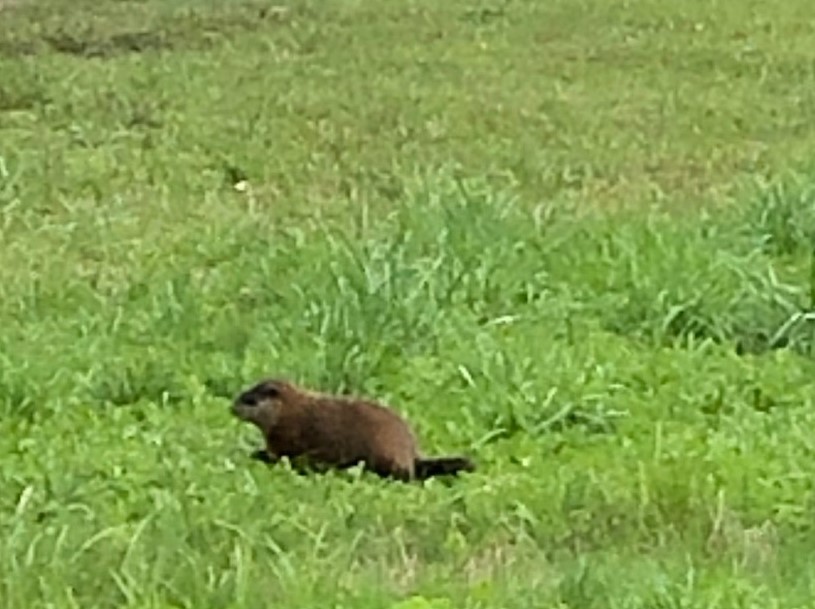 A Groundhog